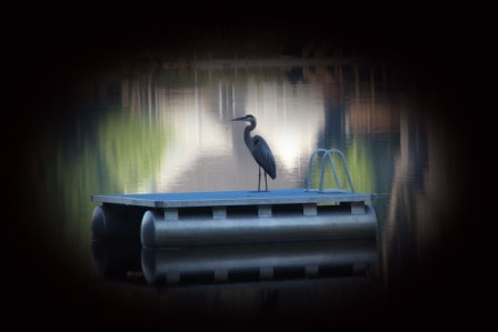 We call him big bird